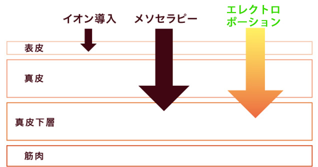 エレクトロポーション導入法